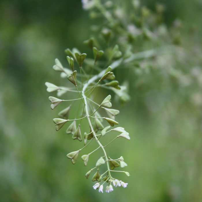 Close-up photograph of Shepherd&rsquo;s Purse weed in a garden, one of the common types of weeds and how to control them.