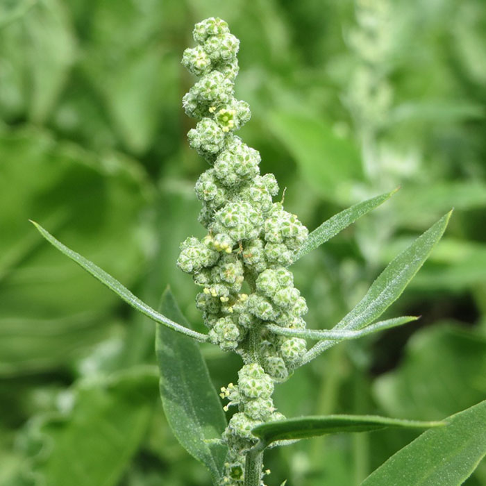 Close-up photo of Lamb's Quarters weed, a common garden weed, showing textured green leaves and flower clusters.