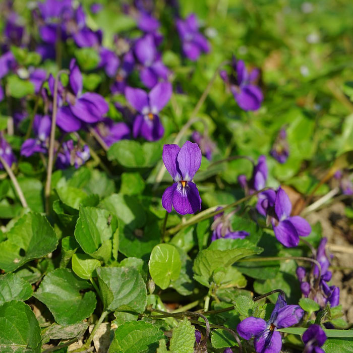 Common Blue Violet weed growing among green leaves in a garden, illustrating one of the most common types of garden weeds.