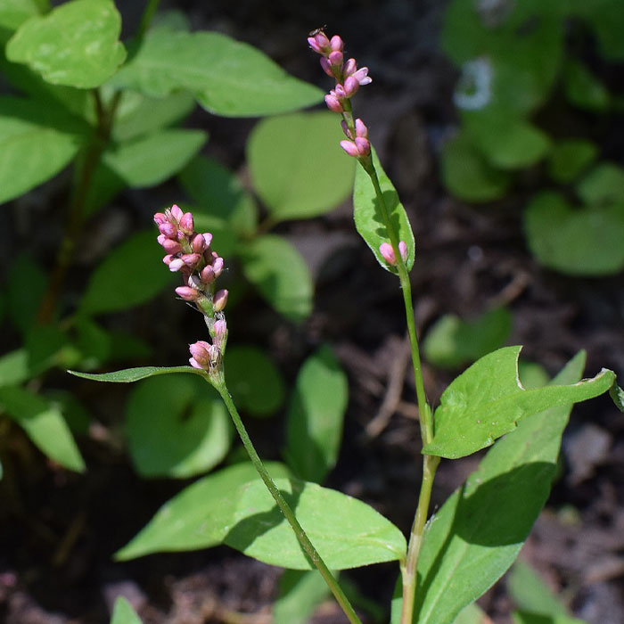 Close-up of Pennsylvania Smartweed, one of the most common types of weeds in gardens, with pink flower clusters and green leaves.