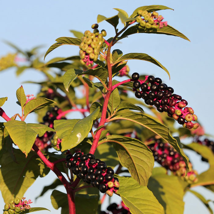 American Pokeweed with green leaves and clusters of dark berries, a common type of weed in gardens to control.