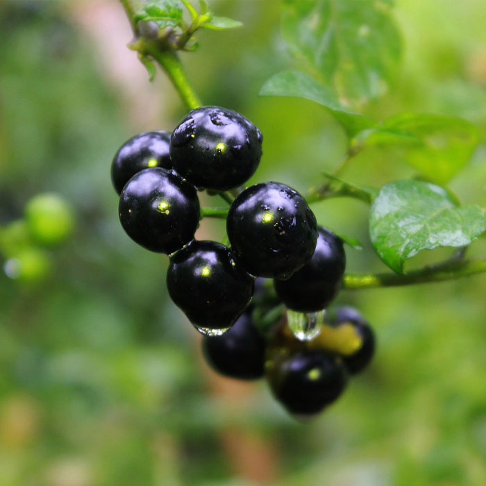 Close-up photograph of black nightshade berries with water droplets, one of the most common types of weeds in gardens.