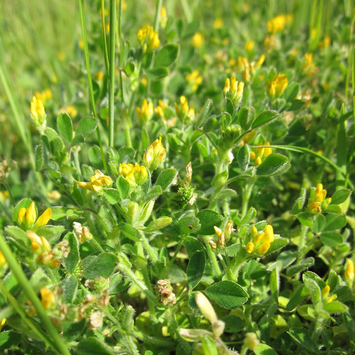 Black Medic weed with yellow flowers and green foliage growing densely, a common type of garden weed to control.