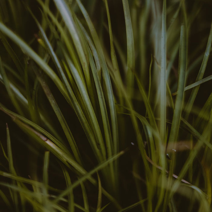 Close-up photograph of Large Crabgrass, one of the most common types of weeds in gardens affecting plant growth.