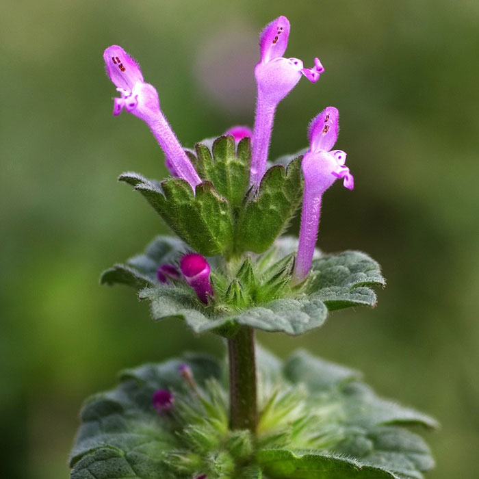 Close-up of Common Henbit weed with purple flowers, one of the most common types of weeds in gardens and how to control them.