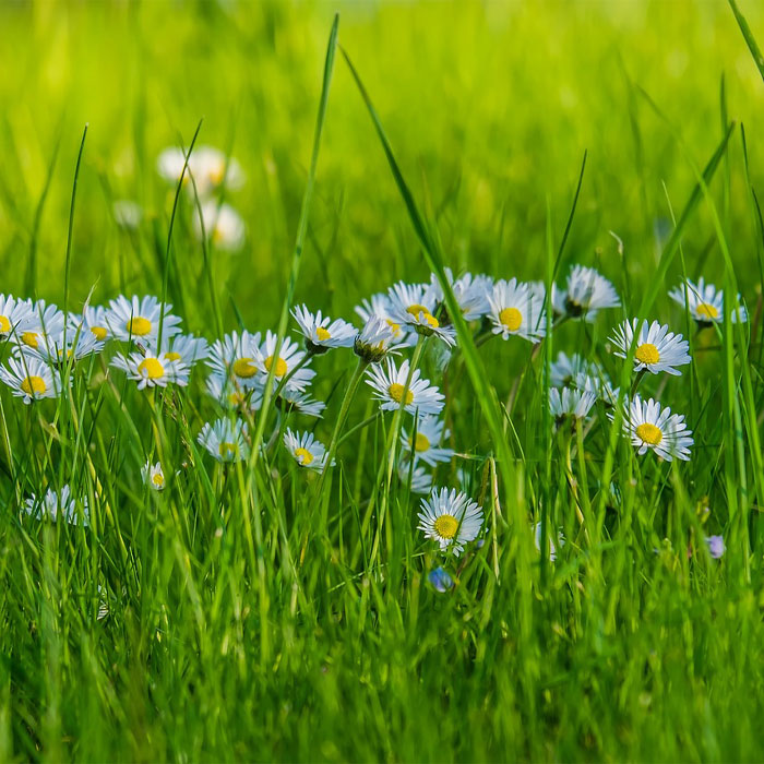 Common Daisy (Bellis perennis) growing in green grass, one of the most common types of weeds in gardens to control.