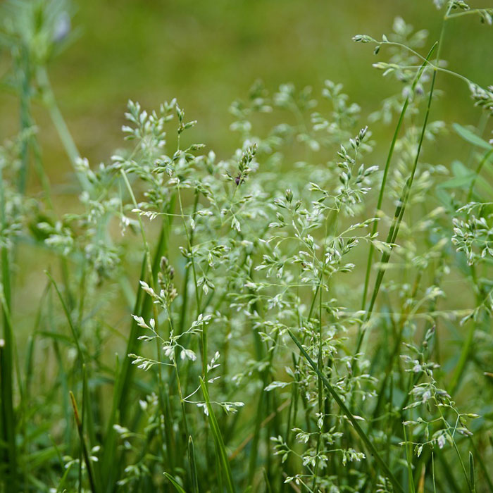 Close-up photograph of Annual Bluegrass, one of the most common types of garden weeds to control.