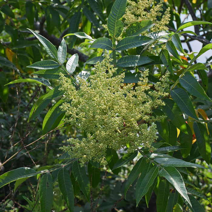 Poison Sumac plant with green leaves and clusters, a common type of weed in gardens and how to control them.