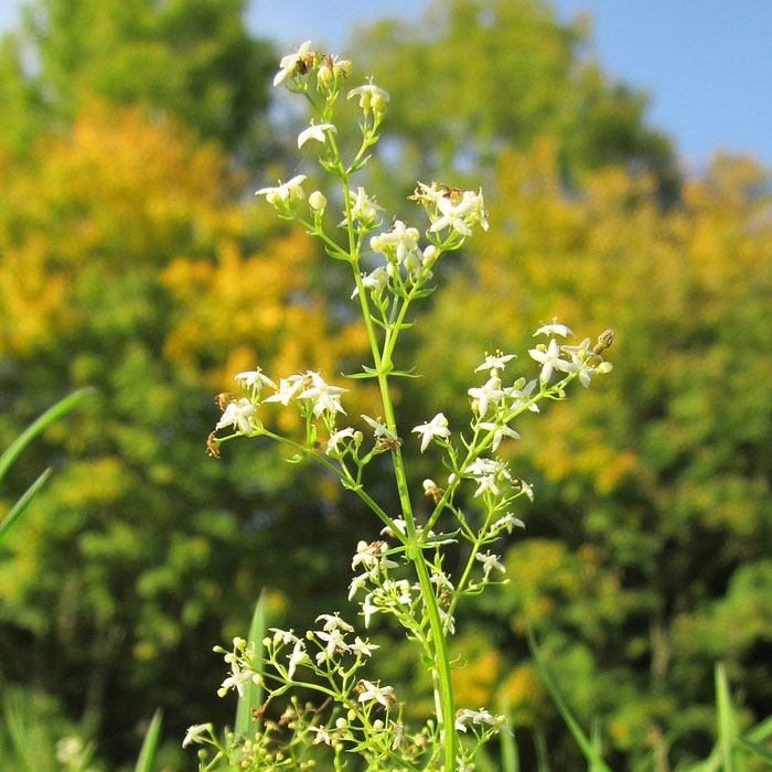 Close-up photography of Hedge Bedstraw, one of the most common types of weeds in gardens, with green blurred background.