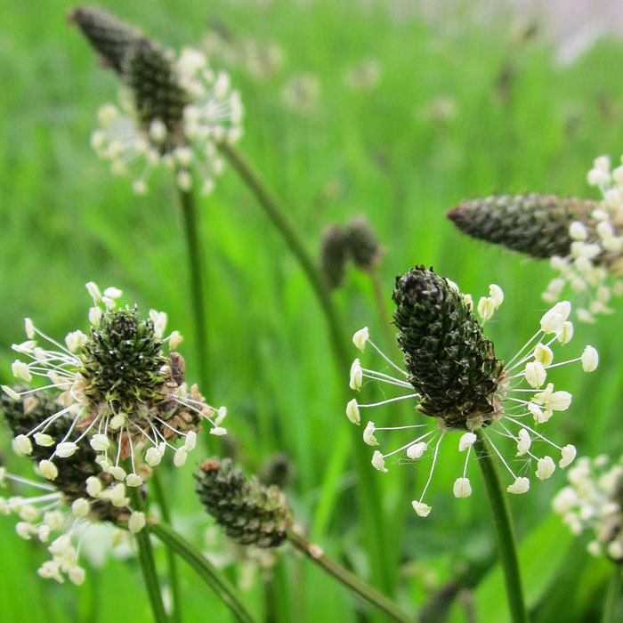 Close-up photography of Ribwort Plantain weed, one of the most common types of weeds in gardens with green blurred background.