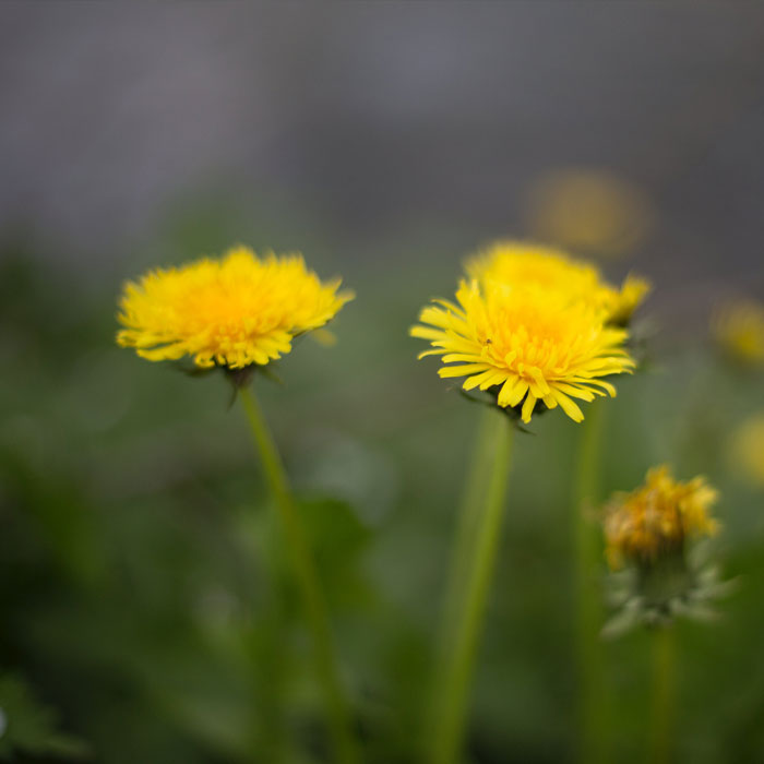 Close-up photo of common dandelion flowers, one of the most common types of weeds in gardens and how to control them.