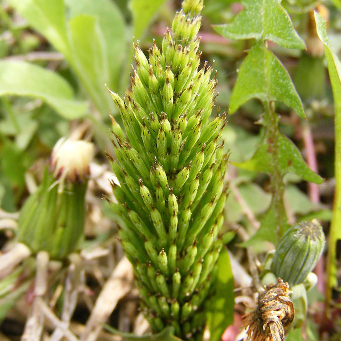 Close-up photography of Common Horsetail, one of the most common types of weeds in gardens and how to control them.