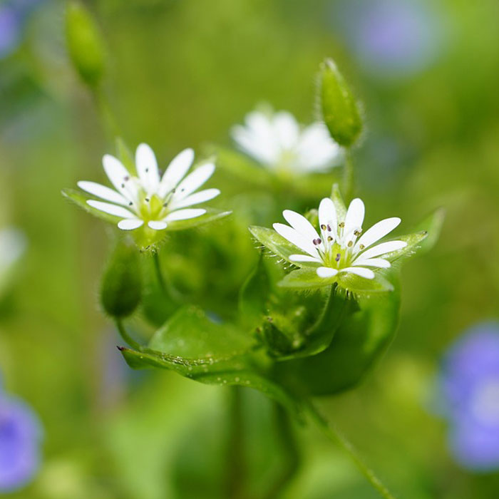 Close-up photography of Common Chickweed, one of the most common types of weeds found in gardens.