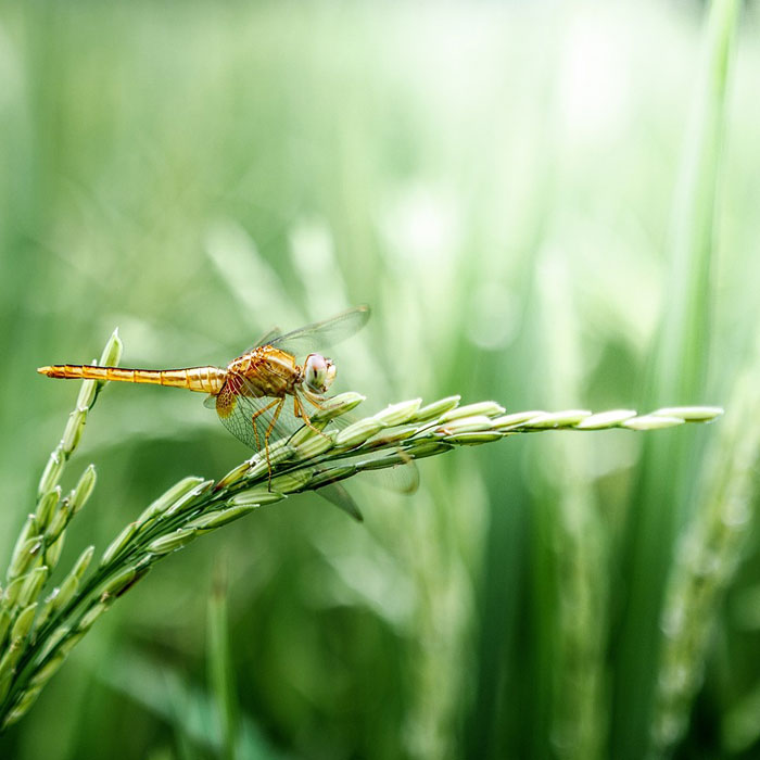 Dragonfly perched on Quackgrass weed in garden, showcasing one of the most common types of weeds in gardens.