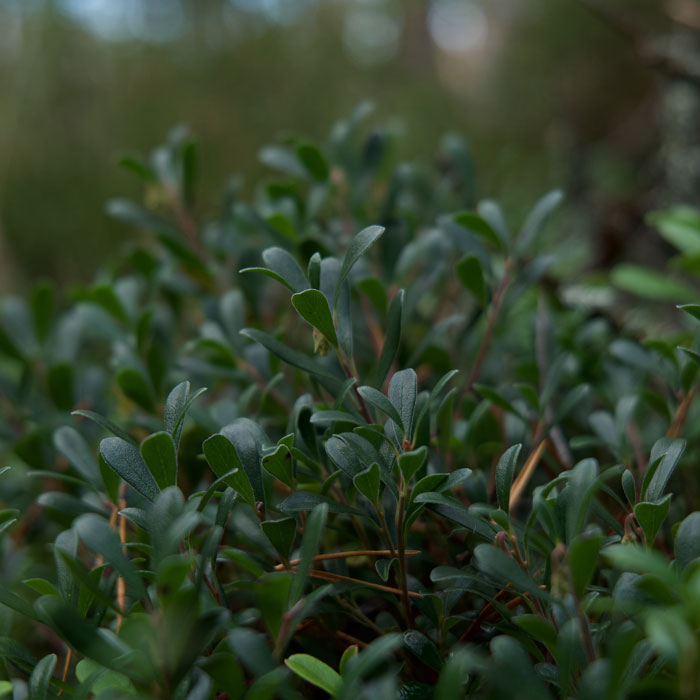 Close-up of common purslane, one of the most common types of weeds in gardens, showing green fleshy leaves.