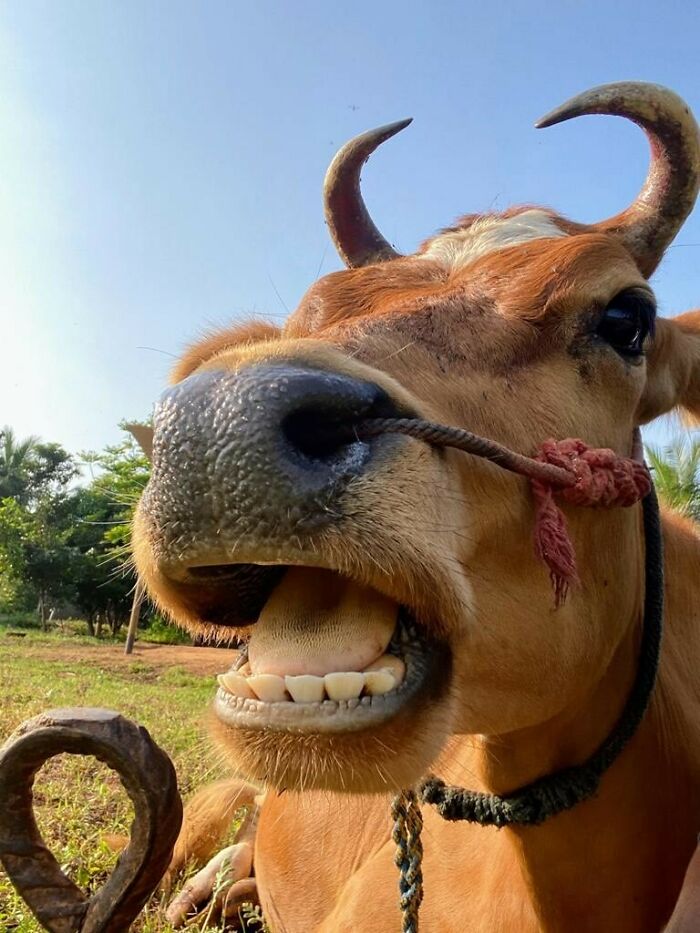 My Cow From An Interesting Angle That Captures Her Lovely Mustache/Beard Thing