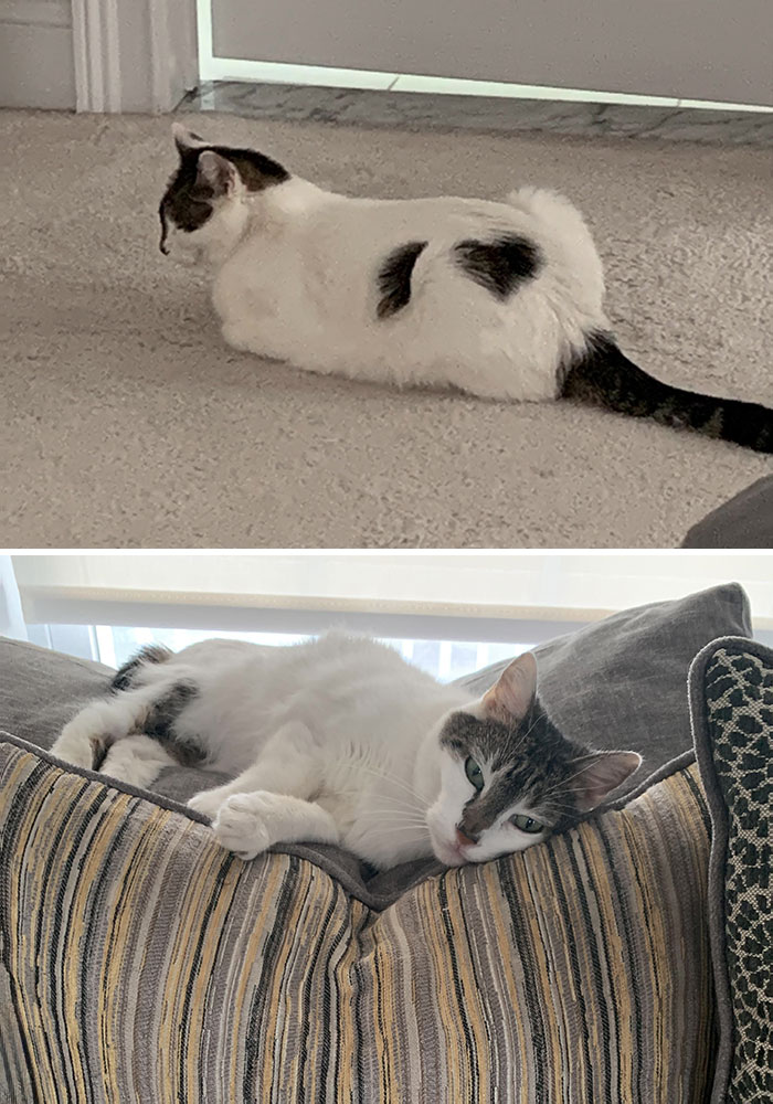 Jersey Was Born On Valentine’s Day, And She Has Two Heart Markings. Happy 15th Birthday Jersey Kitty! And Happy Valentine’s Day To You All