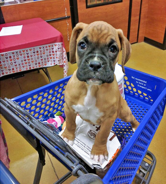 Meet Tillie, The Best Valentine's Day Present, Ever