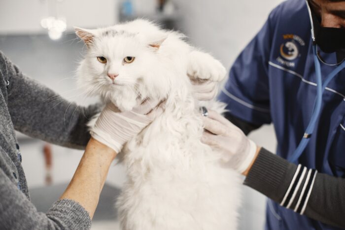 A veterinarian examining a white cat to address peeing issues on carpet. A veterinarian examining a white cat to address peeing issues on carpet.