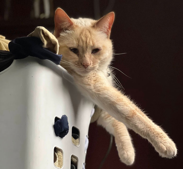 "I Didn't Start The Dryer": Karen Gets Taught A Lesson After Throwing Out Neighbor's Wet Clothes