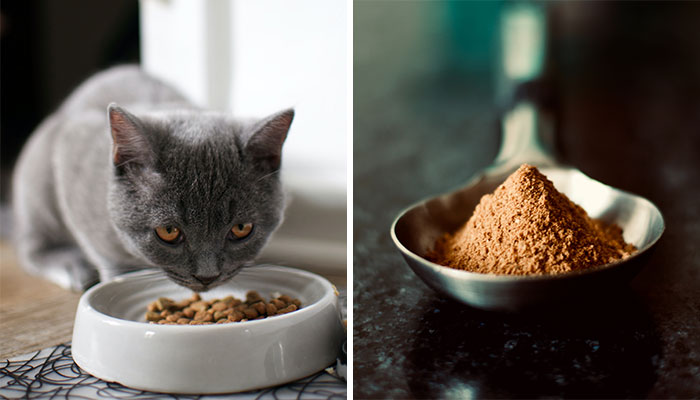 Gray cat eating kibble with chicken meal beside it in a spoon on a dark surface.