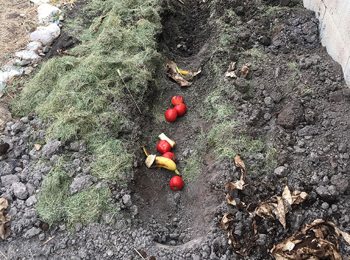 Trench composting by filling fruits in a furrow Trench composting by filling fruits in a furrow
