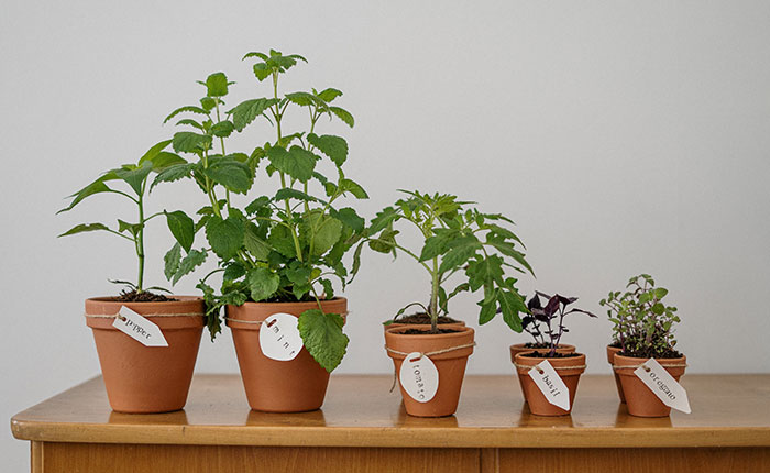 Potted Plants on Wooden Table