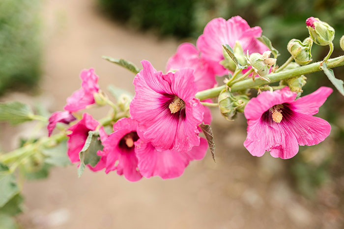 Pink Hollyhock Flowers