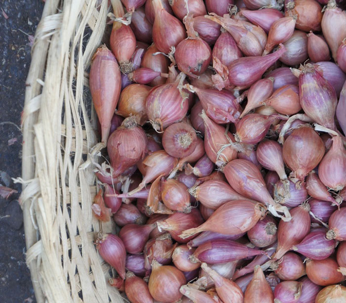Multiple freshly grown red shallots in a basket