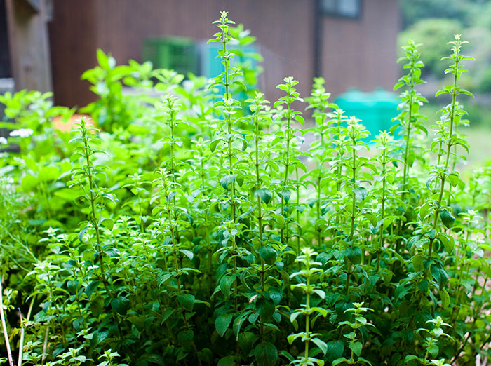 Oregano plant growing in soil 