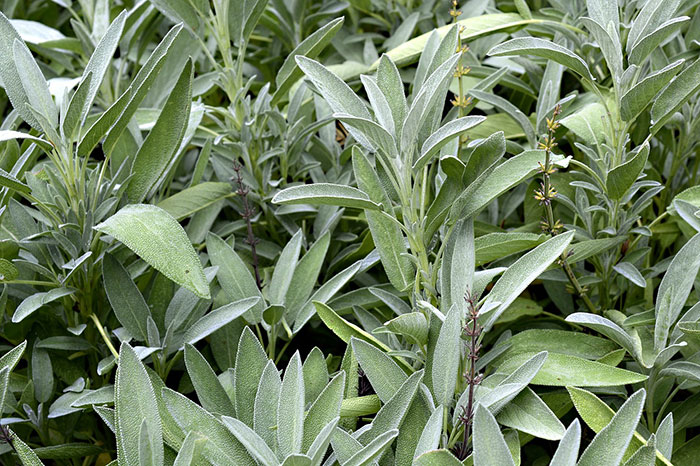 Sage plant growing in soil 