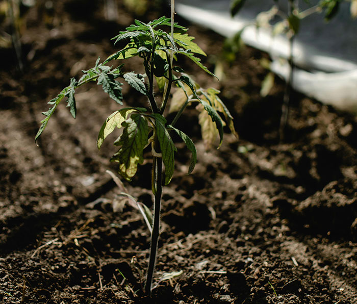 Green tomato plant on brown soil