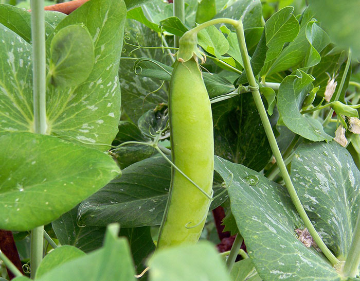 Green snow peas plant