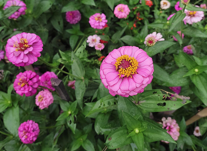 Multiple Purple Zinnia flower blossoms