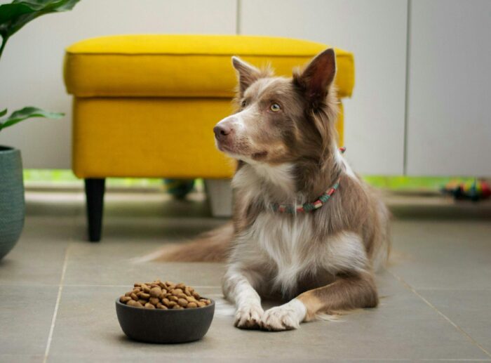 Dog near a bowl of kibble, illustrating the switch from puppy to adult dog food for optimal feeding. Dog near a bowl of kibble, illustrating the switch from puppy to adult dog food for optimal feeding.