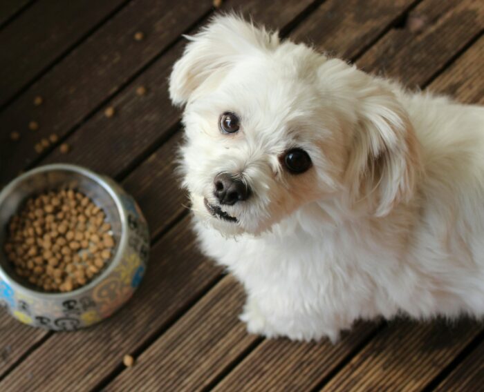 White puppy next to a bowl of kibble on a wooden deck, focusing on optimal dog food switch timing. White puppy next to a bowl of kibble on a wooden deck, focusing on optimal dog food switch timing.