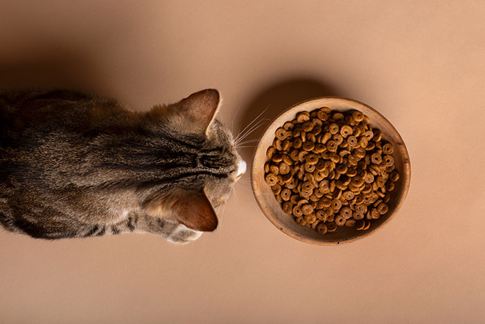 Cat approaching a bowl of dry cat food on a brown surface, illustrating kitten food versus adult cat food transition.