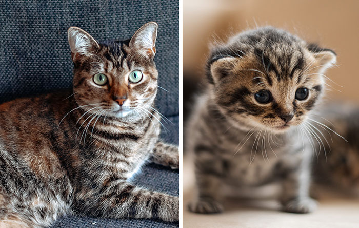 Adult cat and kitten side by side, highlighting the transition from kitten food to adult cat food.