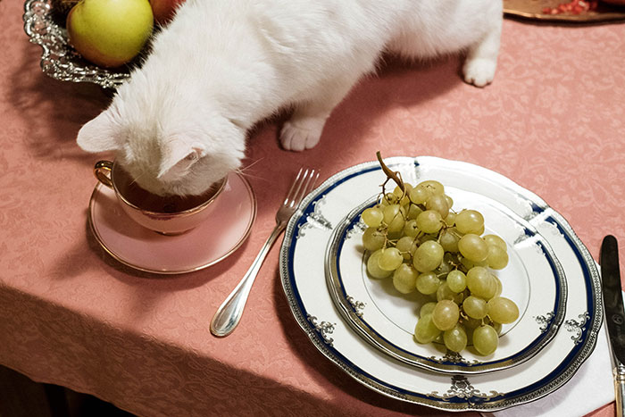 White cat sniffing a cup near a plate with grapes, highlighting cat behavior with objects.