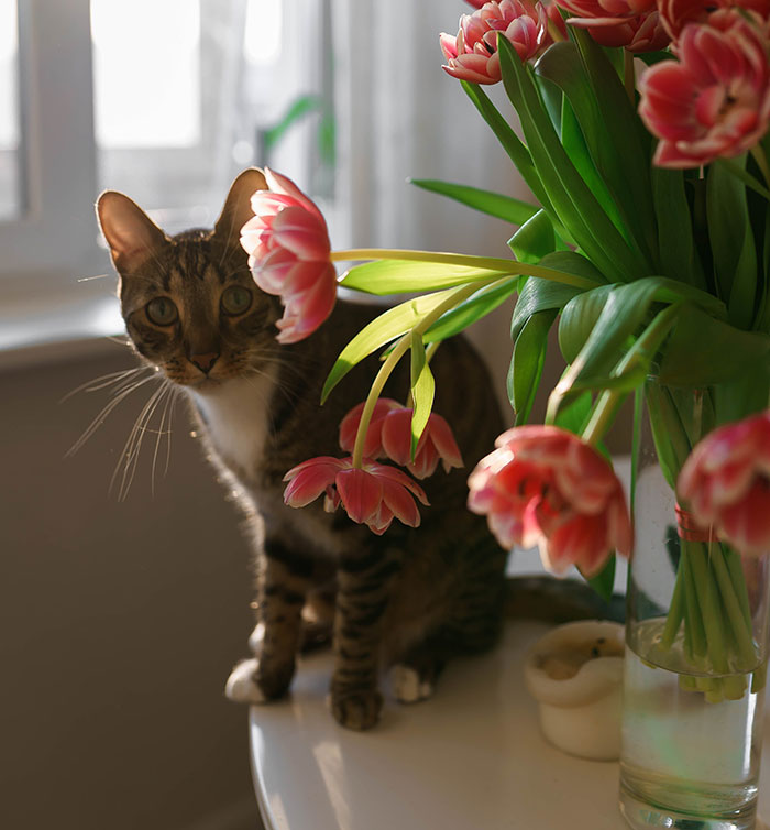 Cat sitting near a vase of flowers, looking curious, potentially about to knock them over.