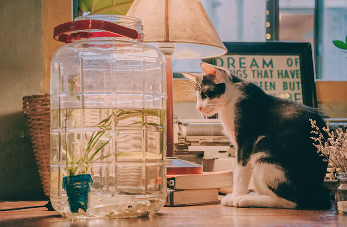 Cat sitting by a large jar on a desk, curious about knocking things over.
