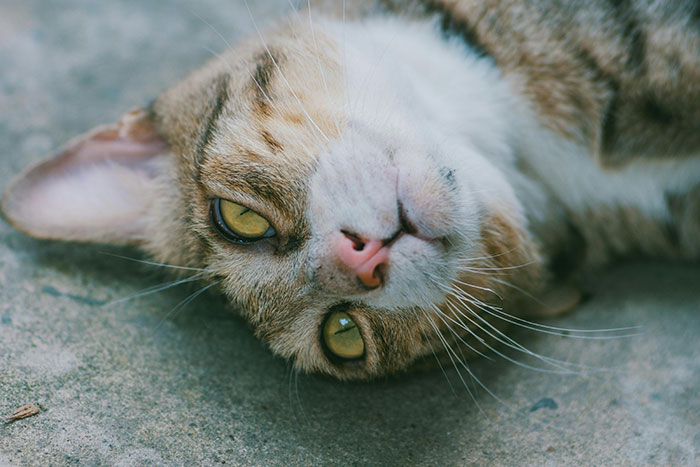 Cat with wet nose lying on side, highlighting animal care. Cat with wet nose lying on side, highlighting animal care.