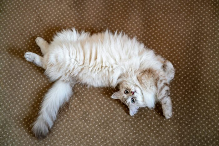 Fluffy female cat lying on its back on a dotted carpet, showcasing feline behavior.