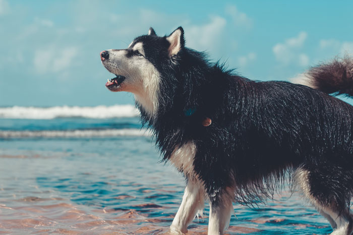 Wet dog barking on the beach, illustrating reasons for dog vocalization.