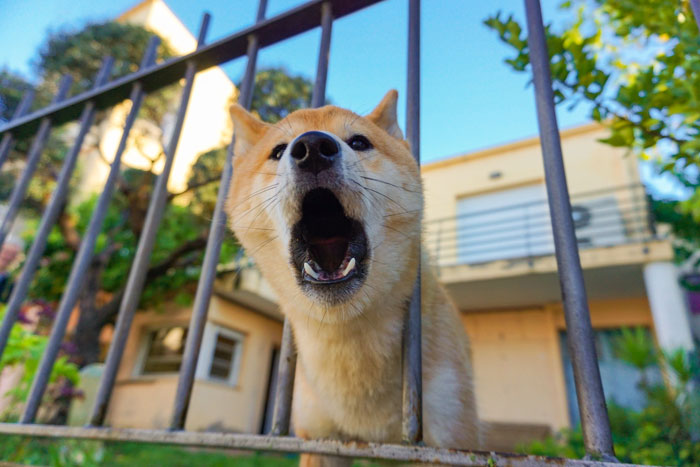 Dog barking behind a fence in front of a house with trees in the background.