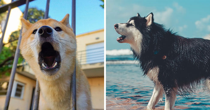 Understanding Why Do Dogs Bark: Reasons and How to Stop It