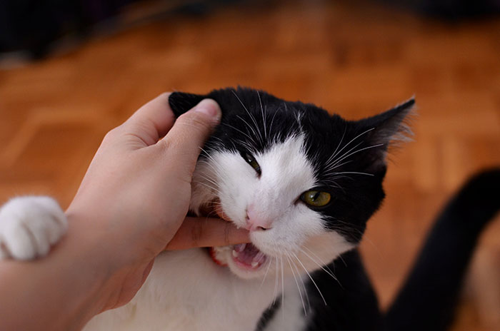 A black and white cat chewing on a person's fingers, showing curiosity and playfulness.