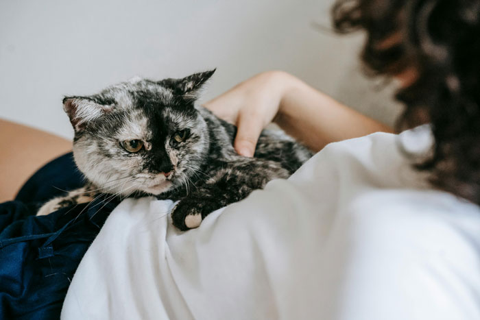 Cat lying on a person's chest, being gently held, illustrating feline climbing behavior.