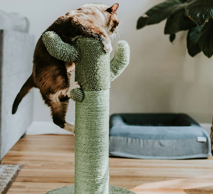 Cat climbing a green cactus-shaped cat tree in a living room.