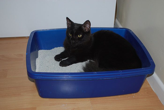 Black cat sitting in a blue litter box on a wooden floor.